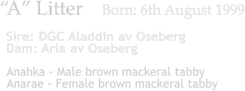 A Litter    Born: 6th August 1999  Anahka - Male brown mackeral tabby Anarae - Female brown mackeral tabby Sire: DGC Aladdin av Oseberg Dam: Aria av Oseberg